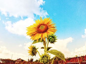 Low angle view of sunflower against sky