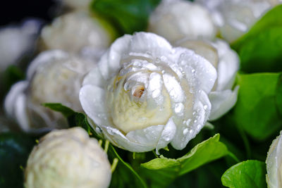 Close-up of white jasmine flowers and dew drops soft focus background