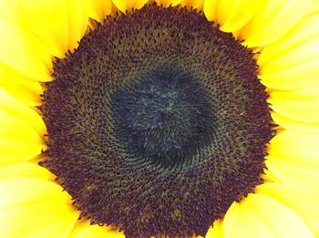 Macro shot of sunflower