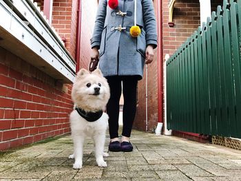 Low section of woman with dog walking on pavement