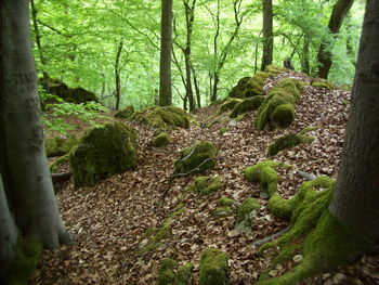 Trees growing in forest