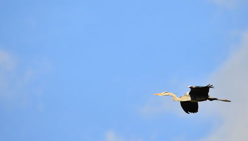 Low angle view of eagle flying against clear blue sky