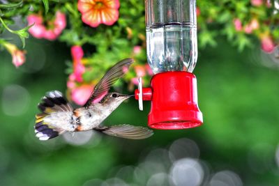 Close-up of bird perching on red feeder