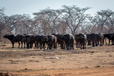 Horses in a field