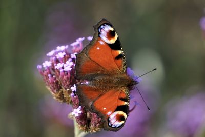 Close-up of butterfly pollinating on purple flower