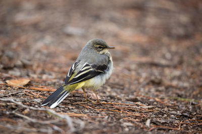 Close-up of bird perching on land