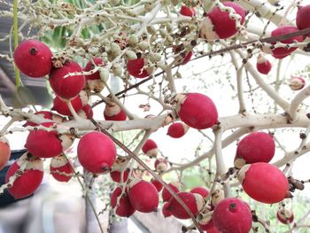 Close-up of berries on tree