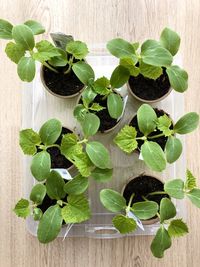 High angle view of leaves on table