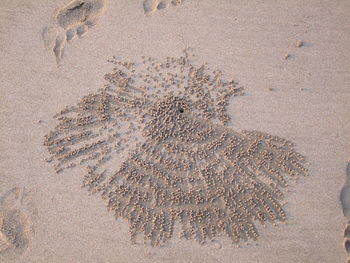 High angle view of starfish on sand