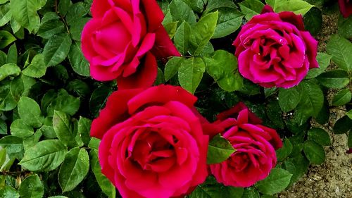 Close-up of pink rose