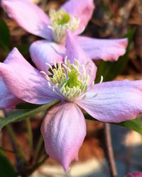 Close-up of pink rose flower