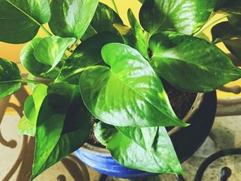 Close-up of fresh green plant