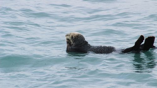 Ducks swimming in sea