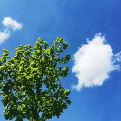 Low angle view of trees against blue sky