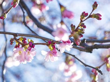 Low angle view of cherry blossoms in spring