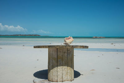 Conch shell on a table