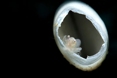 Close-up of ring