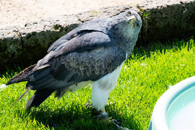 Close-up of a bird on field