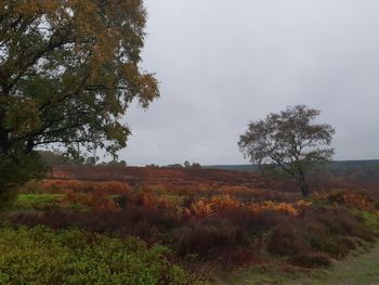 Trees on field against sky during autumn