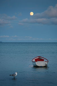 Seagull and boat in sea against sky