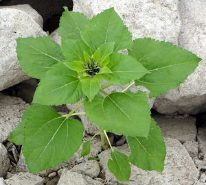 Close-up of plant