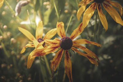 Close-up of yellow flowering plant