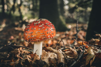 Close-up of fly agaric mushroom on field