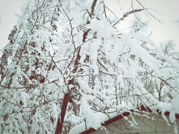 Low angle view of snow covered trees against clear sky