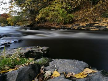 View of river flowing through trees