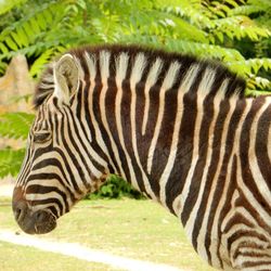 Close-up of a zebra