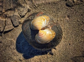 Close-up of seashell on beach