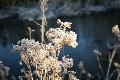 Close-up of frozen plant