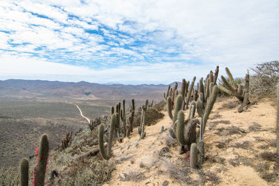 Cactus at desert against cloudy sky