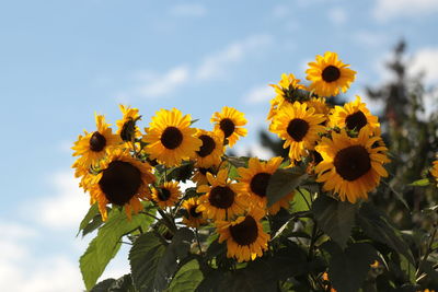 Close-up of yellow flowering plant against sky