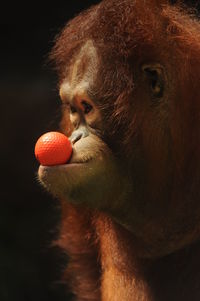 A portrait of an orangutan pongo pygmaeus morio