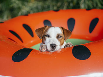 Close-up portrait of dog relaxing on red orange