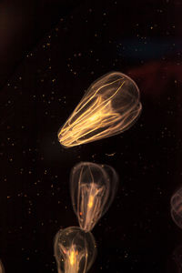 Close-up of jellyfish against black background