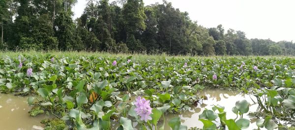 Plants growing in farm against sky