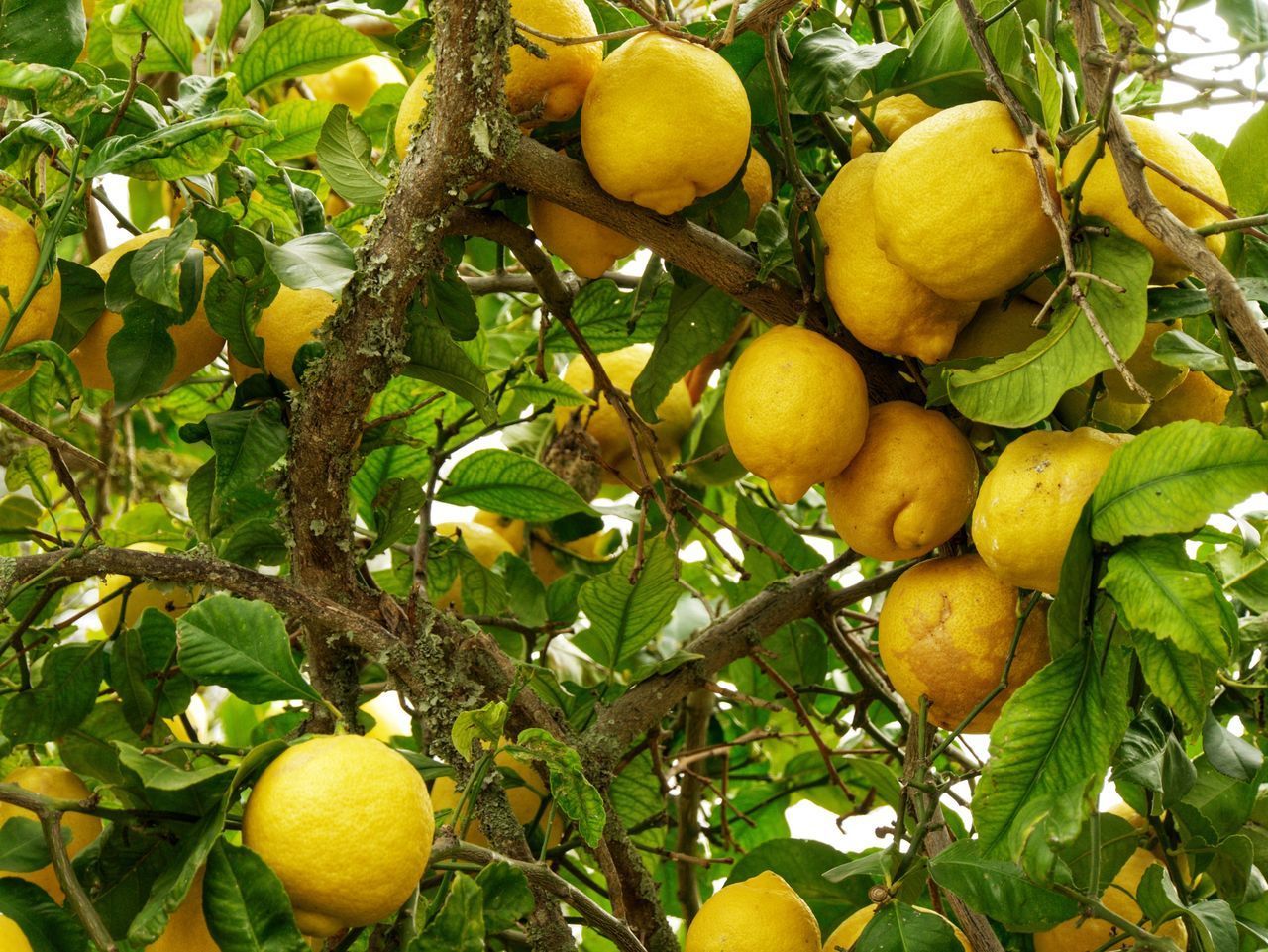 CLOSE-UP OF FRUITS AND TREE