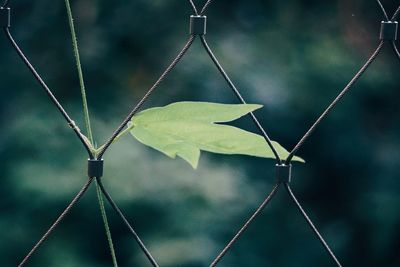 Close-up of leaf on fence