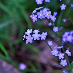 Close-up of purple flowering plant in park