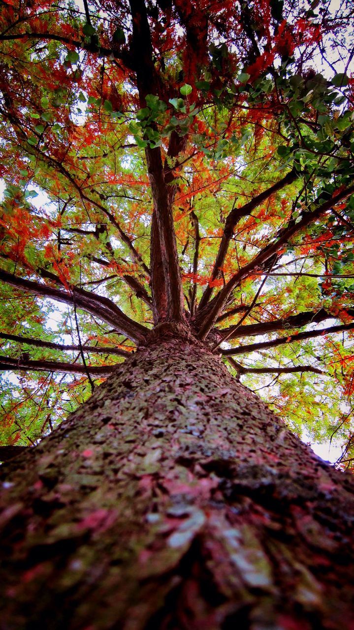 tree, tranquility, the way forward, growth, autumn, nature, forest, tree trunk, change, branch, beauty in nature, low angle view, diminishing perspective, tranquil scene, leaf, scenics, woodland, sunlight, day, season