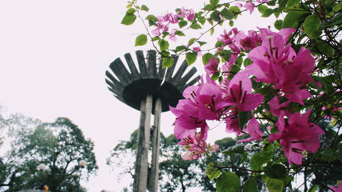Low angle view of pink flowering plant against sky