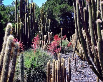 Close-up of cactus plant