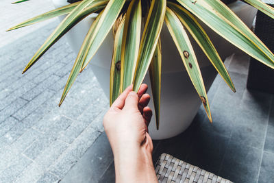 Low section of woman with hand on leaves