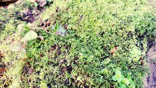 Leaves growing on tree