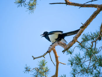 Low angle view of bird perching on tree against clear blue sky