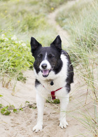 Portrait of dog on field