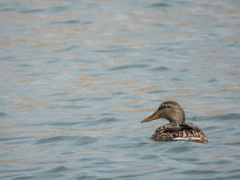 Duck swimming in lake