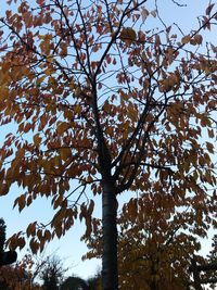 Low angle view of tree against sky